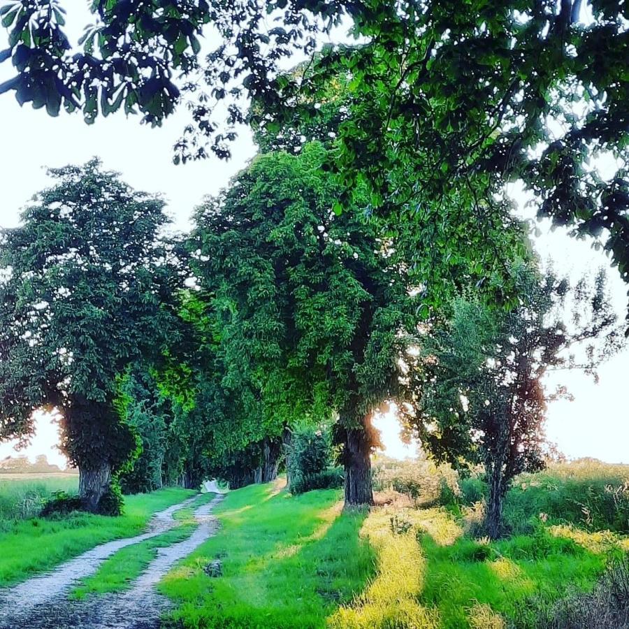 Ferien_Villa Easy Living Göhren-Lebbin Dış mekan fotoğraf
